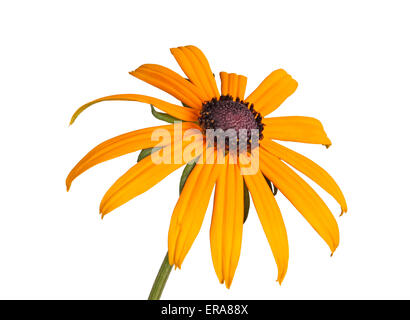 Single compound yellow and black flower of a brown- or black-eyed Susan (Rudbeckia hirta) isolated against a white background Stock Photo