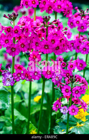 Primula, primrose,primroses,pink,flower,flowers,flowering,shade,shady ...