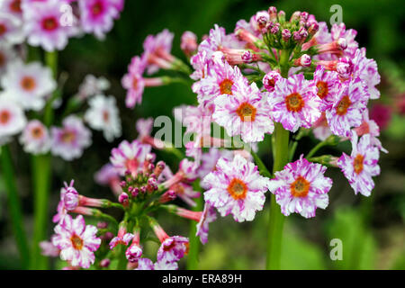 Primrose, Primula japonica ' Apple Blossom ' Stock Photo