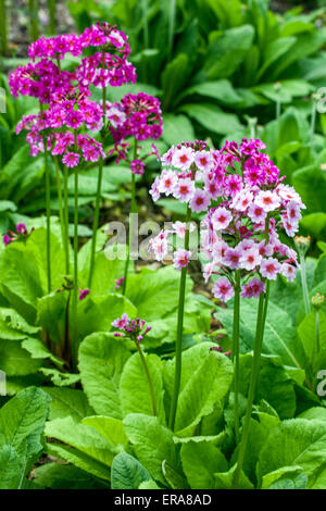 Primrose, Primula japonica ' Apple Blossom ' Stock Photo