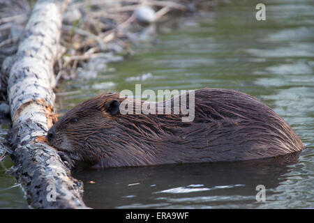 Beaver (Castor canadensis) chewing on bark of Poplar tree in pond Stock Photo