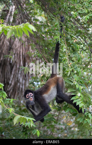 Geoffroy's spider monkey (Ateles geoffroyi), aka Black-handed Spider Monkey hanging from tail while foraging at an eco resort in the Yucatan, Mexico Stock Photo