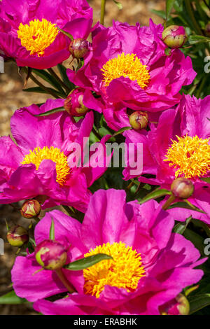 Peony, Paeonia lactiflora blooming Stock Photo