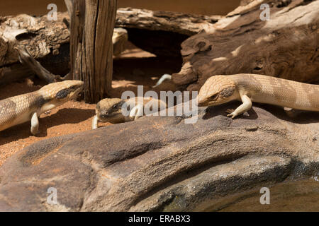 Australia, NT, Alice Springs. Alice Springs Reptile Center. Three Western Blue-tongued lizards (Captive: Tiliqua occipitalis). Stock Photo