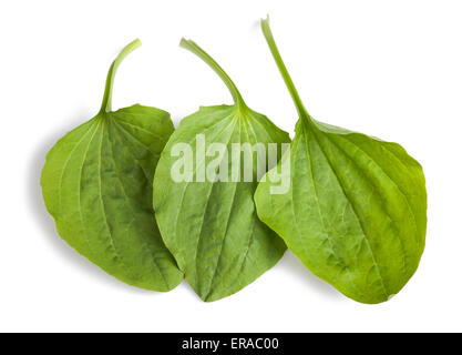 greater plantain leaves isolated on white background