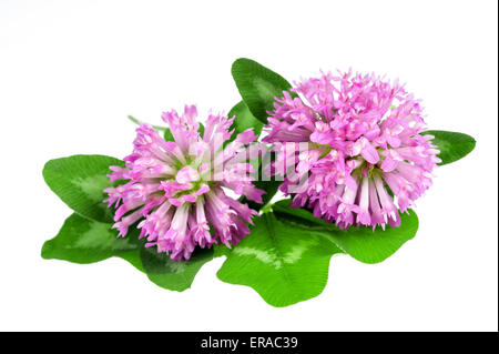 Red clover flower and leaves isolated on white background Stock Photo