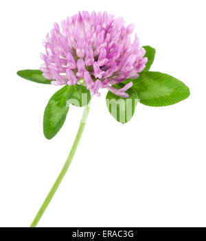 clover flowers isolated on white Stock Photo