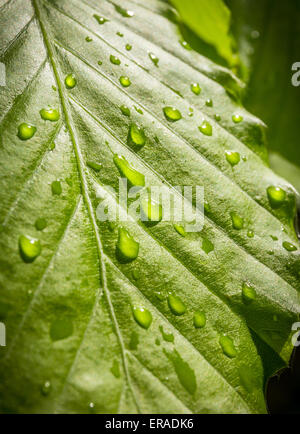 Closeup of bright water drops on green leaf Stock Photo
