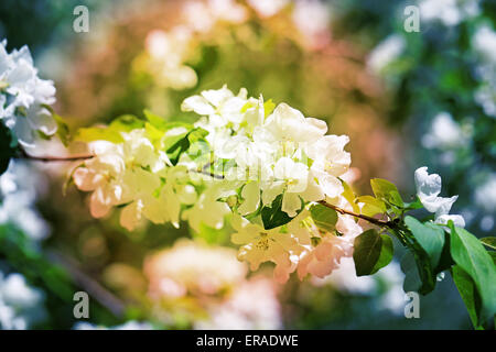 Spring flowers on the tree photographed close up Stock Photo