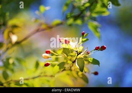 Spring flowers on the tree photographed close up Stock Photo