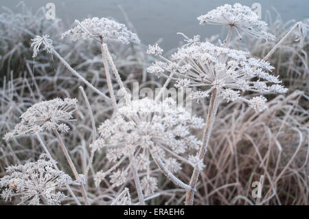 Frosted plants on a frosty, Misty, Icy winter morning at Trentham Lake on the Trentham Estate, Stoke-on-Trent, Staffordshire, UK Stock Photo