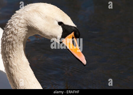 A close-up of the head and neck of a Cob (male) Mute Swan with a deep blue background on the river. Stock Photo