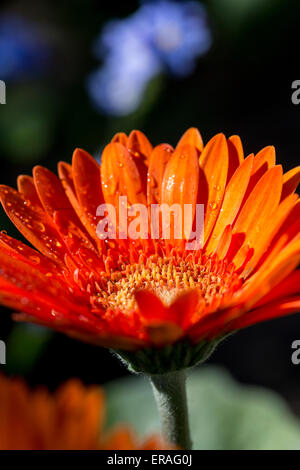 Closeup of an orange Gerbera in a garden Stock Photo