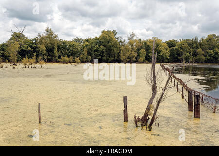 Flooded field in northern Louisiana.  Barbed wire fence running through the water.   Water covered in green algae. Stock Photo