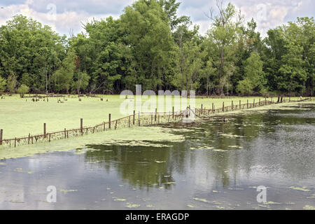 Flooded field in northern Louisiana.  Barbed wire fence running through the water.   Water covered with green algae. Stock Photo