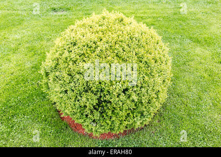 Spherical green bush in a garden from above. Stock Photo