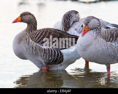 Pink footed geese, Anser brachyrhynchus. Stock Photo