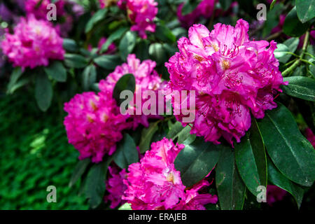Pink Rhododendron in bloom Stock Photo