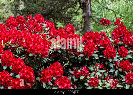 Red Rhododendron Erato in bloom, garden border woodland Stock Photo