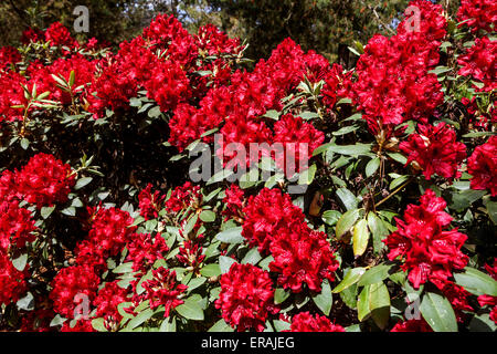 Beautiful Rhododendron Erato, red flowering in garden Stock Photo