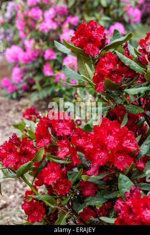 Rhododendron Erato in bloom Stock Photo