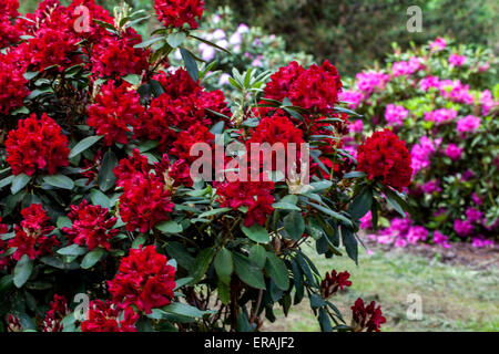 Red Rhododendron Erato beautiful plant in full bloom Prague dendrological garden Stock Photo