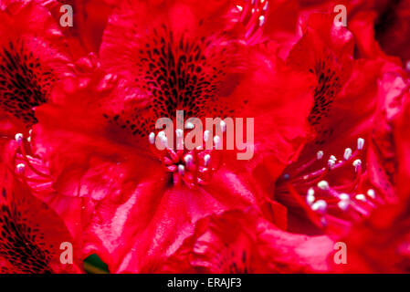 Red Rhododendron Erato in bloom close up flower Stock Photo