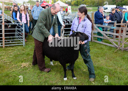 Judge at a country fair examining a zwartbles sheep, Drymen country show, near Glasgow, Scotland, UK Stock Photo