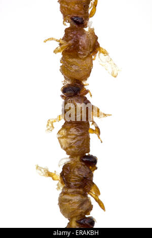 Cooked Fried Bee Cocoons on sale at Donghuamen night market in Wangfujing Beijing China - An example of the strange or weird food eaten by people Stock Photo