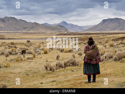 Woman herding sheep on the altiplano between Cusco and Juliaca, Peru Stock Photo