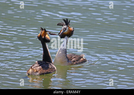 Great crested grebes love dance during mating season Stock Photo