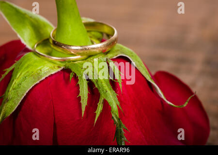 A red rose with gold wedding bands Stock Photo