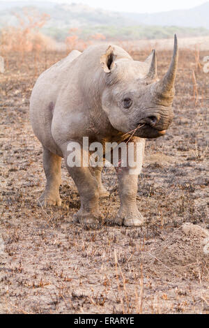 Male black rhino (Diceros bicornis) charging, Phinda Private Game Reserve, South Africa Stock Photo