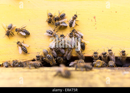 Honey bees are flying in and out of an yellow hive gathering pollen for honey. Stock Photo