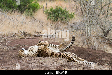 Cheetah cub playing with mother,  Acinonyx jubatus, South Africa, Stock Photo