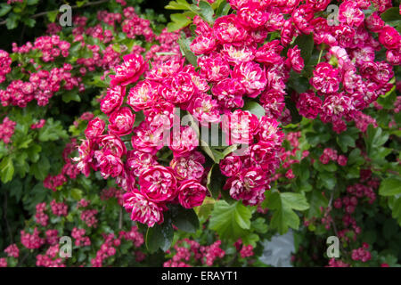 Pink Hawthorn flowers Stock Photo