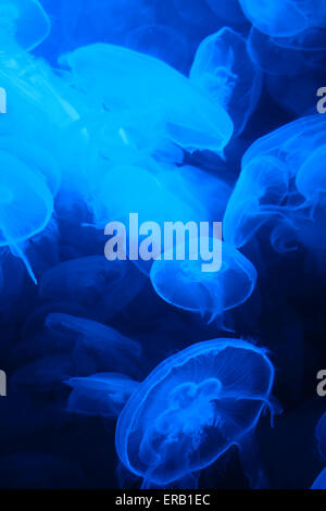 Amazingly beautiful organisms of the marine world eared jellyfish - Aurelia aurita Stock Photo