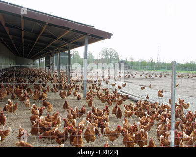 Free range chicken moving in a larger area without restriction Stock Photo