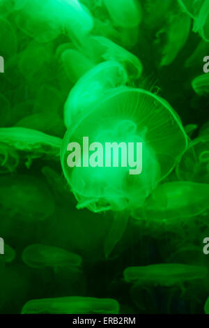 Amazingly beautiful organisms of the marine world eared jellyfish - Aurelia aurita Stock Photo