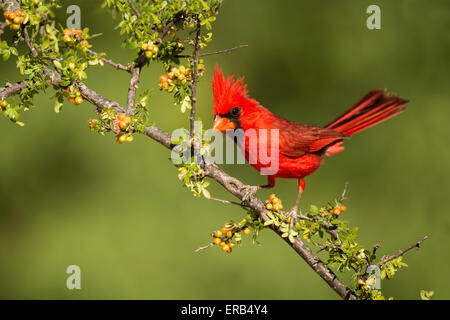 Northern Cardinal Cardinalis cardinalis Amado, Santa Cruz County, Arizona, United States 15 May      Adult Male perched on Skunk Stock Photo