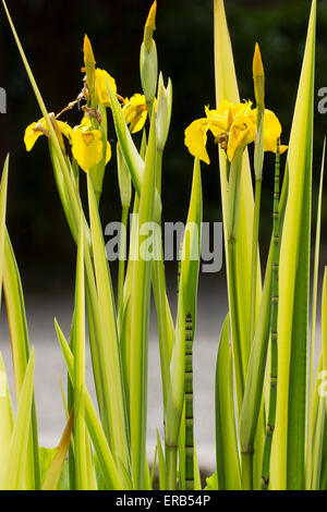 Yellow striped foliage of Iris pseudacorus 'Variegata' is most prominent in spring. Stock Photo