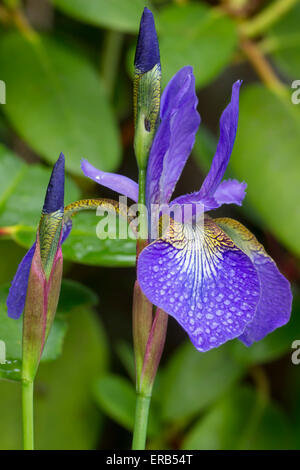 Rain wet flower and buds of the elegant Iris sibirica Stock Photo