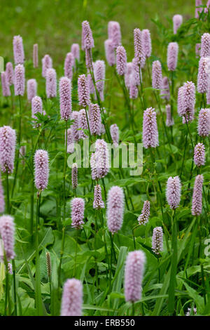Selectively focused shot of the middle of a patch of the long flowering Persicaria bistorta 'Superba' Stock Photo