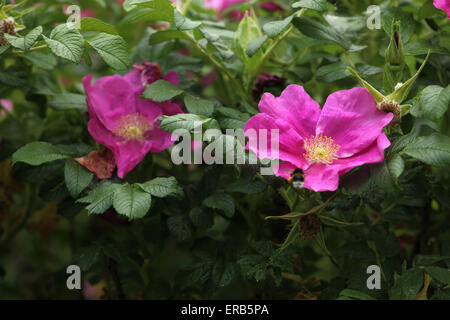 Flowers of dog-rose (Rosa canina). Stock Photo