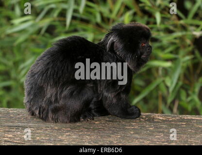 South American Goeldi's marmoset monkey (Callimico goeldii), native to the upper Amazon basin. Stock Photo