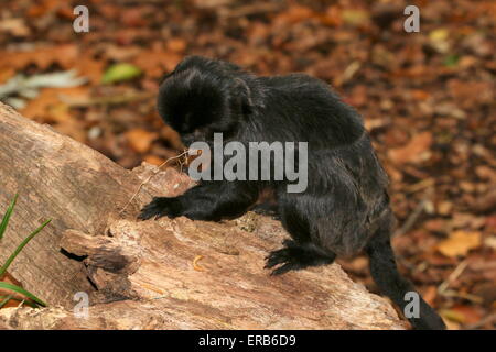 South American Goeldi's marmoset monkey (Callimico goeldii), native to the upper Amazon basin. Stock Photo