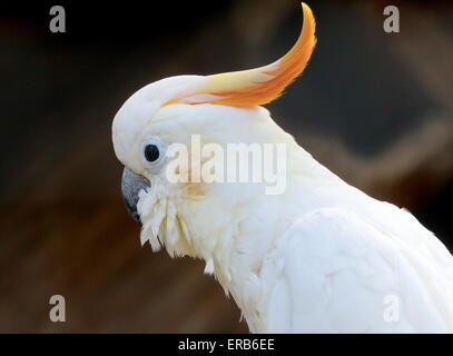 Southeast Asian Citron-crested cockatoo (Cacatua sulphurea citrinocristata), native to Sumba in the Lesser Sunda Islands. Stock Photo