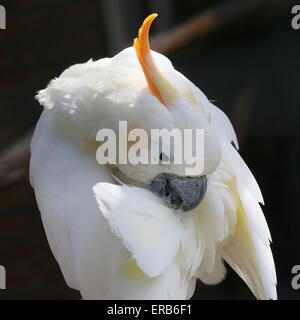 citron cockatoo pictures