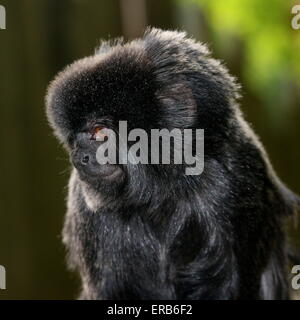 Portrait of a pensive South American Goeldi's marmoset monkey (Callimico goeldii), native to the upper Amazon basin. Stock Photo