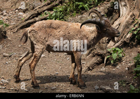 Young male West Caucasian tur (Capra caucasica), also known as the West Caucasian ibex at Prague Zoo, Czech Republic. Stock Photo
